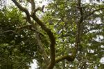 Vildt plantning Løvtræer og buske til skov & læhegn
