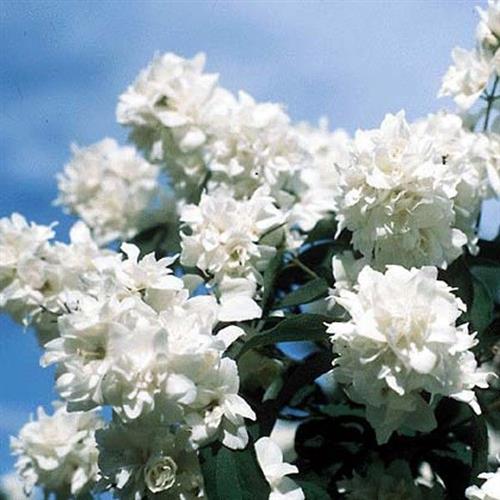 jasmin__bouquet_blanc__philadelphus_cymosus__læhegn_haveplanter_hegnsplanter_nåletræer_