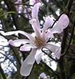 Magnolia Træer-Buske