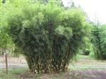 Bambus Hegnsplanter