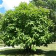 Magnolia Træer-Buske