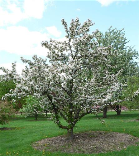 paradisæble__golden_hornet__malus__haveplanter__