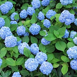 hortensia__nikko_blue__hydrangea_macrophylla__haveplanter_