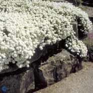 snepude__små_hvide_blomster__iberis__sempervirens_