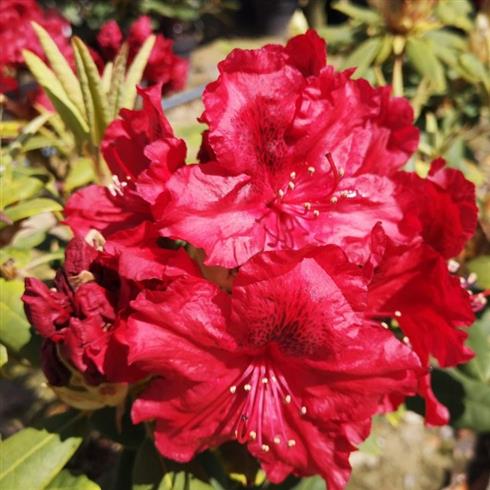 rhododendron_dværg__rød__leveres_i_p12_potte__abendrot_