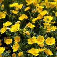 potentil__gule_blomster__potentilla__aurea_