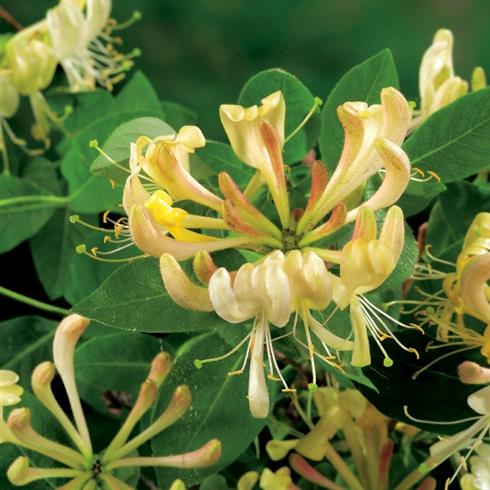 kaprifolia__orange__caprifolium_lonicera__henryi_copper_beauty__leveres_med_potte__stedsegrøn__