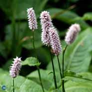 slangeurt__persicaria__bistorta_