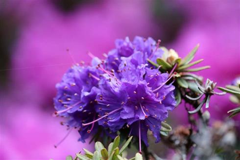 rhododendron_dværg__mørke_lilla__leveres_i_p12_potte__azurika_