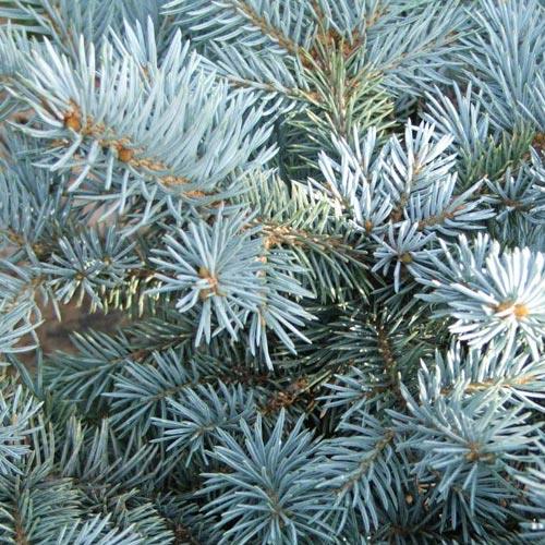 blågran__picea_pungens_glauca_