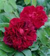 Engelsk rose Roser 