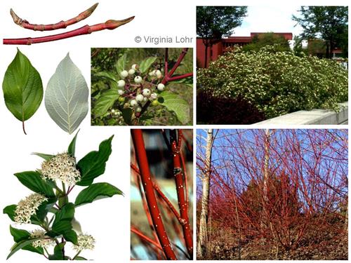 kornel__lans__pilekornel__cornus_sericea_