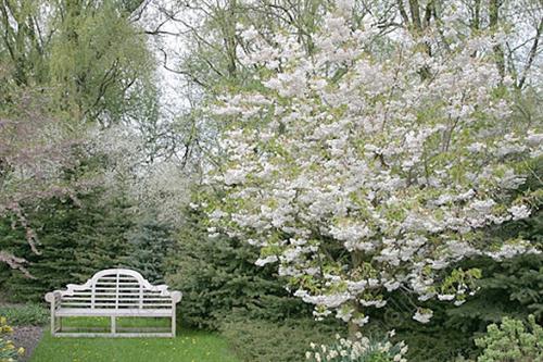 japansk_kirsebær__shimidsu__5080_cm_med_p9_potte__prunus_serrulata__