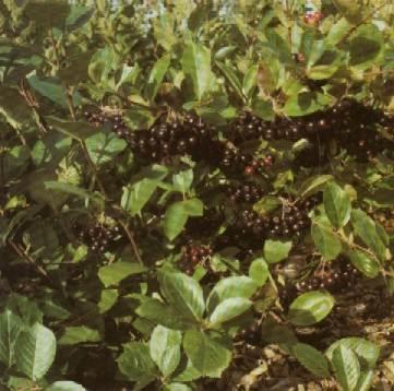 surbær__aron__storbladet__melanocarpa_aronia__