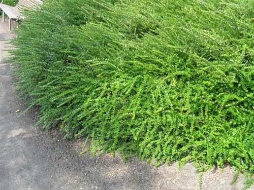 gedeblad__myrtegedeblad__stedsegrøn__1525_cm_med_potte__lonicera_nitida_elegant_