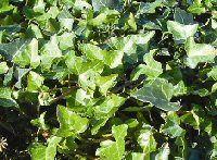 efeu__hestor__vedbend__storbladet__klatreplante__selvhæftende__hedera_hibernica_hestor__bunddækkeplante_