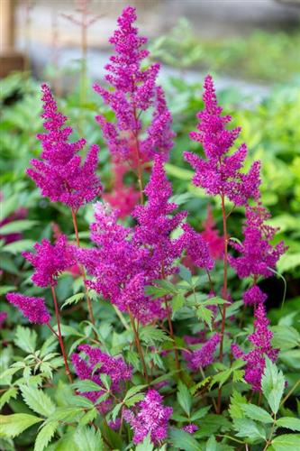 astilbe_köln_