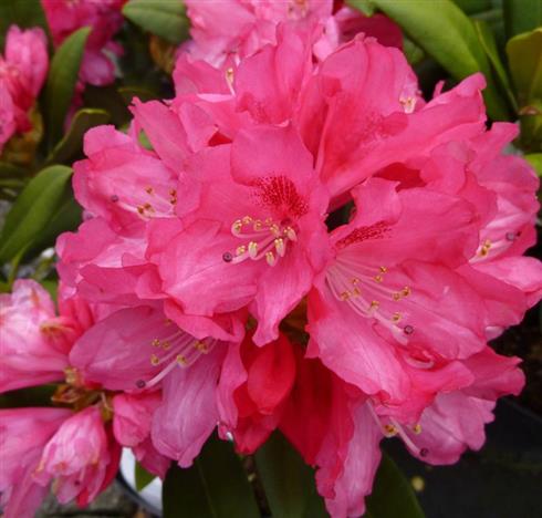 rhododendron__rosafarvet__sneezy__3040_cm_med_potte_eller_klump__yakushimanum_sneezy__