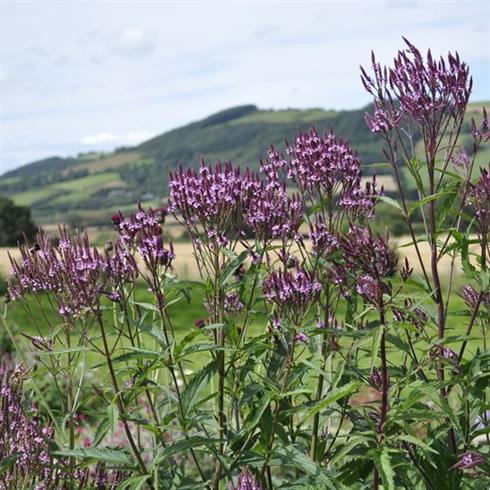 spydverbena__verbena_hastata_rosea