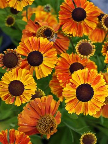 solbrud__helenium_sahins_early_flowerer