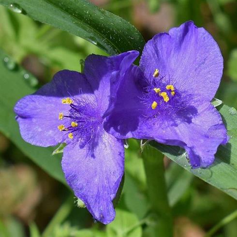 trekants_blomst__tradescantia_a_zwanenburg_blue