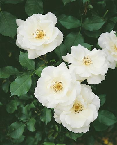 hybenrosehansarose__hvid__rosa_rugosa__alba__