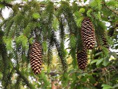 sukkertop__glauca_conica__picea_abies__