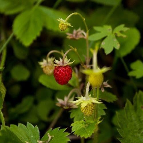 pryd_jordbær__fragaria_vesca_deep_rose