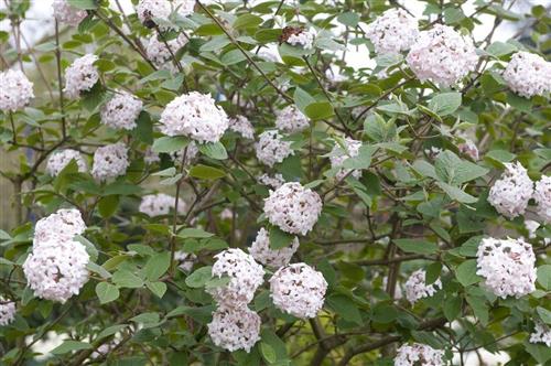 duftsnebolle__carlesii_aurora__cremehvid__3050_cm_med_potte_eller_klump__viburnum_carlesii_aurora__jp