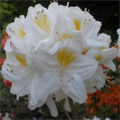 azalea__persil__hvid__4050_cm_med_potte_