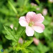 spansk_storkenæb__rosafarvede_blomster__geranium__endressii__wargrave_pink_
