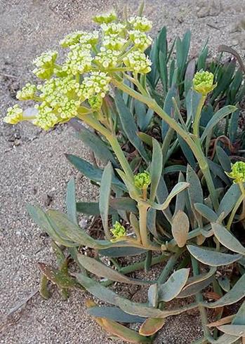 strandkørvel__crithmum_maritimum_
