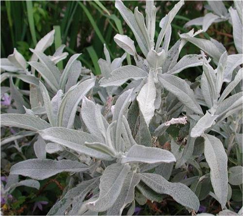 pil__flodpil__salix_candida__