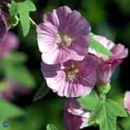 mamelukærme__purpurlilla_blomster__lavatera__burgundy_wine_