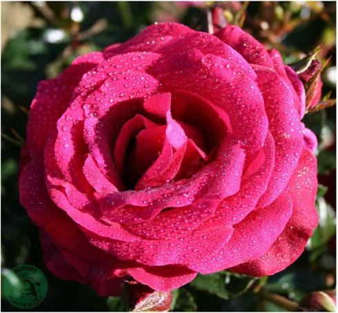 as_good_as_it_gets__rødblomme_lilla__storblomstrende_roser_