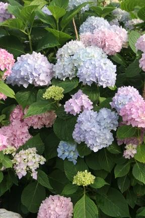 hortensia__endless_summer__blårosaviolet__hydrangea_macrophylla__haveplanter_