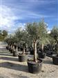 Oliven Træer-Buske