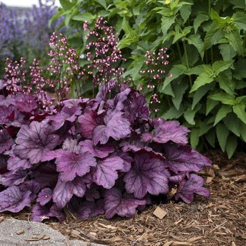 alunrod__heuchera_wild_rose