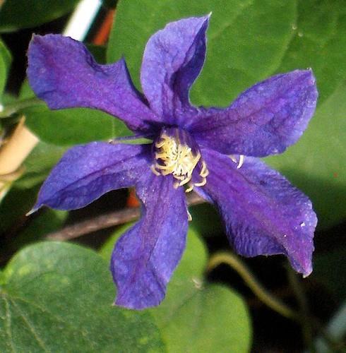 clematis__integrifolia__arabella__blåviolette__leveres_med_potte__småblomstrende__nikkende_klokker__mp-34_