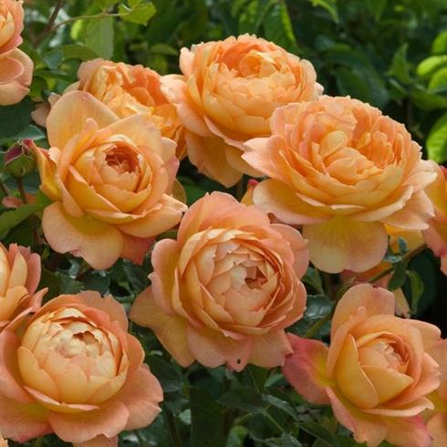 lady_of_shalott__ferskenfarvet__engelsk_rose__