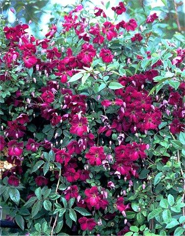clematis__viticella__kermesina__rød_med_hvid_midte__leveres_med_potte__småblomstrende__mp-34_