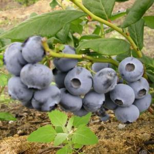 blåbær__elizabeth__leveres_i_potte__frugtbusk__mellemstore_blåsorte_bær_med_mørkt_kød__modnes_når_de_er_7-8_måneder__mp-34__vaccinium_corymbosum__