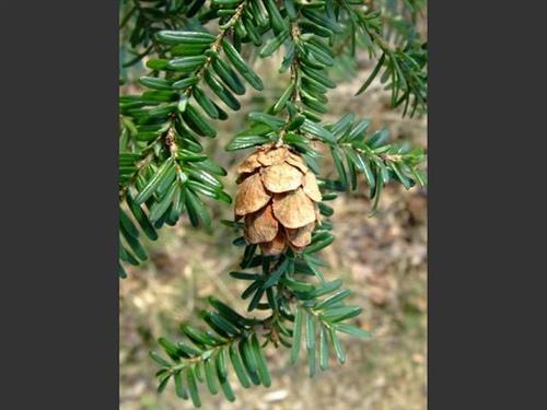 skarntydegran__tsuga__hemlock__heterophylla__