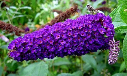 sommerfuglebusk__african_queen__mørkviolet__buddleja_davidii_