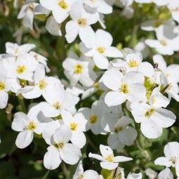 blåpude__aubrieta__fiona_