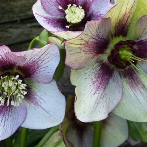 julerose__helleborus_orientalis_dble_ellen_picotee