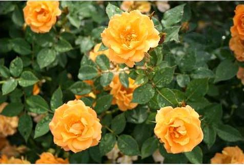 flaming_cover__orangeblandet_orange__bunddække-_og_lave_roser__