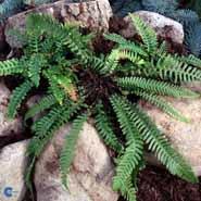 kambregne__almindelig__blechnum_spicant_