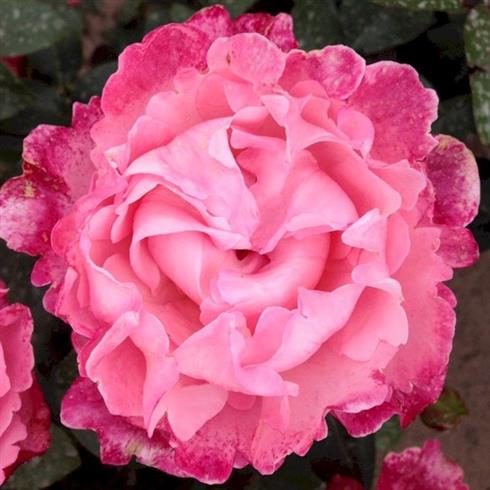i_have_a_dream__pinkfarvet__buketroser_