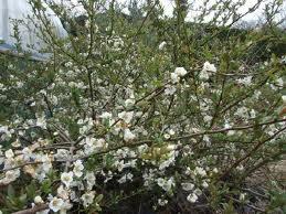 japansk_kvæde__hvid__chaenomeles_japonica_issai_white_